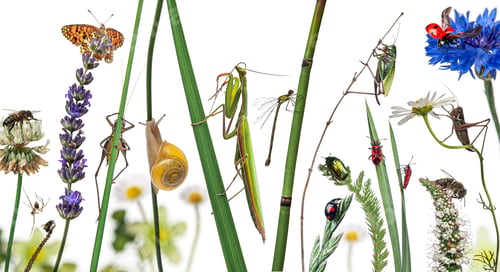 Preview: Insects, snail, and butterfly posing on plants and flowers, a colorful wildlife collage