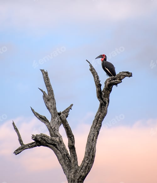 Preview: A ground hornbill, Bucorvus leadbeateri, sitting on a branch.