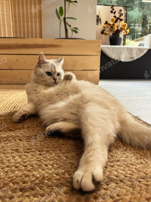 Preview: Relaxed cat lounging in a cozy living room.