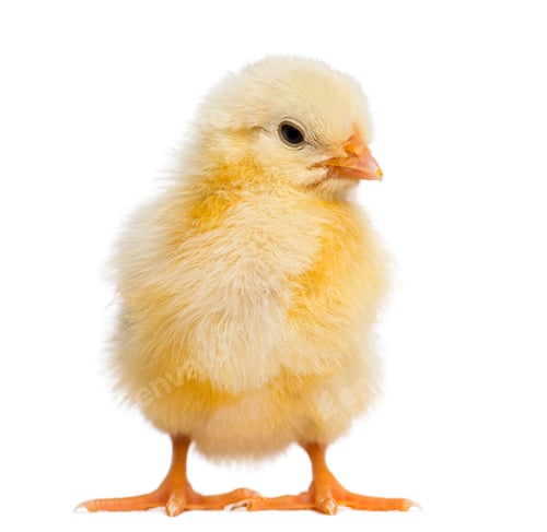 Preview: Chick 2 days old, isolated on white