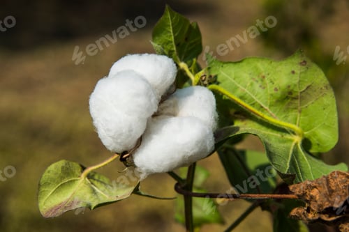 Preview: Cotton field white with ripe cotton ready for harvesting, India