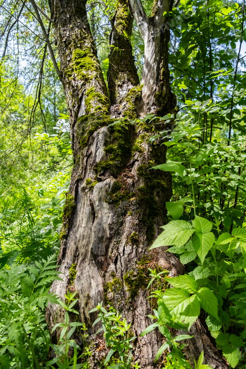 Preview: Beautiful old mossy tree in the woods.