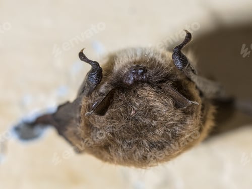 Preview: Hibernating whiskered bat