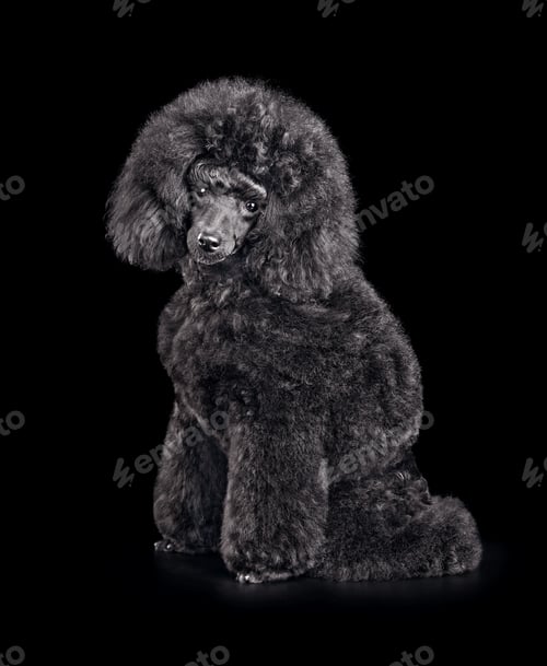 Preview: Funny puppy of black poodle