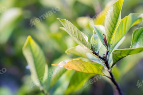 Preview: Close-up of Green Leaves on a Branch