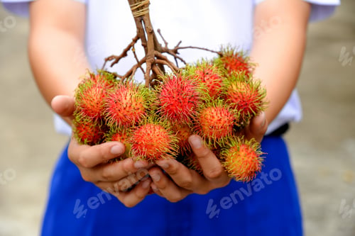 Preview: Delicious rambutan fruit on boy hands from market.