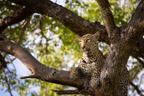 Preview: A leopard, Panthera pardus, lies in a tree, looking out of frame