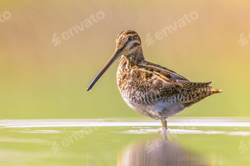 Preview: Common snipe wader bird in habitat background