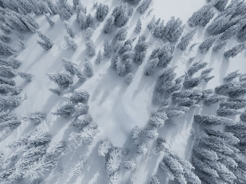 Preview: Aerial shot of evergreen trees covered in snow in a beautiful winter forest, top view