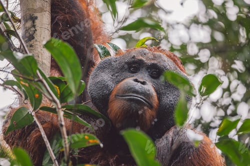 Preview: Orangutans