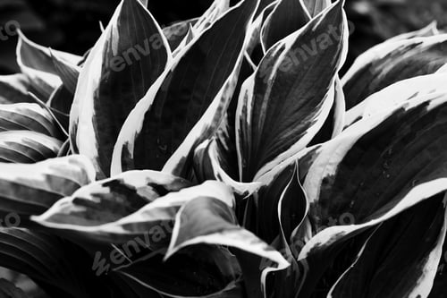 Preview: Black and white minimalistic leaves with drops. Great background for design