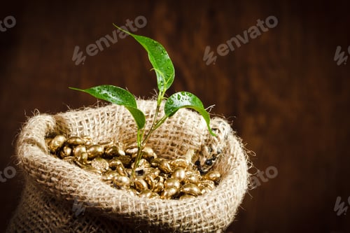 Preview: Golden coffee seed on burlap coffee sack with small plant