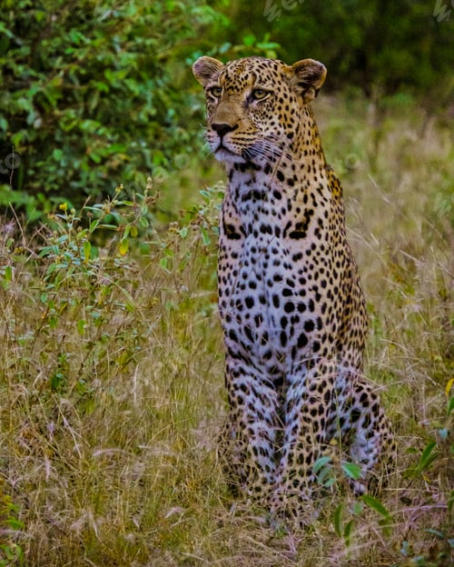 Preview: Leopard in Kruger national park South Africa