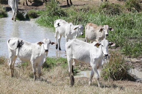 Preview: Calves in the field, representing rural life in harmony with nature.