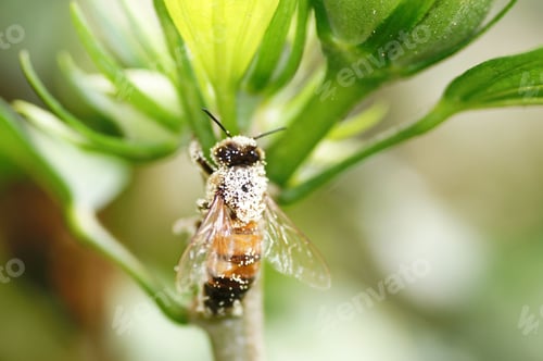 Preview: Macro shot of a bee collecting pollen from a vibrant hibiscus flower on blurred nature background