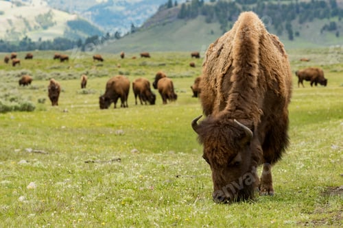 Preview: Closeup of grazing bisons in the Yellowstone National Park in the US