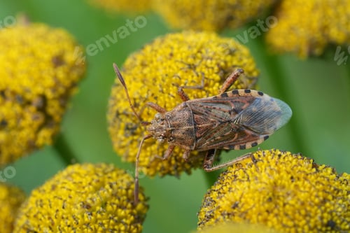 Preview: Closeup on a knapweed rhopalid bug, Stictopleurus abutilon, on a yellow Tansy flower