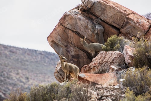 Preview: Klipspringers standing on rocky terrain