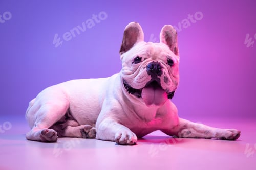 Preview: Portrait of cute purebred dog bulldog lying down isolated over studio background in neon gradient