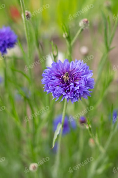 Preview: Vibrant purple cornflower blooming in lush green garden setting