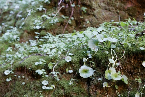 Preview: Lush, green landscape featuring a variety of pennywort leaves