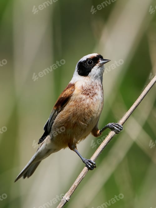 Preview: European penduline tit (Remiz pendulinus)