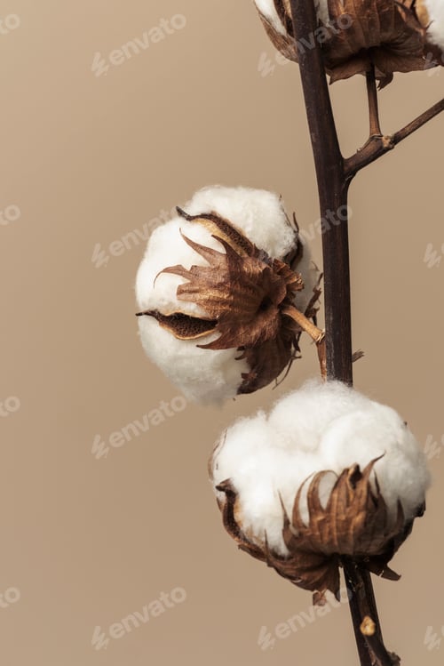 Preview: Dried fluffy cotton flower branch on a beige background