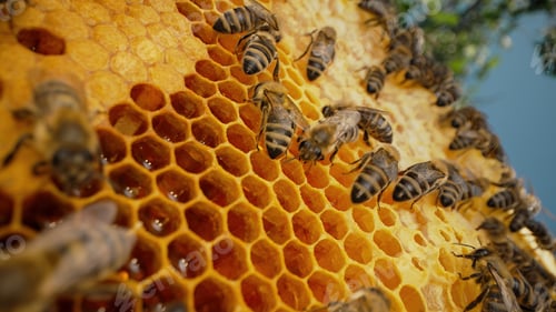 Preview: Bee working on honeycomb in apiary. Life of Carniolan honey bee in hive