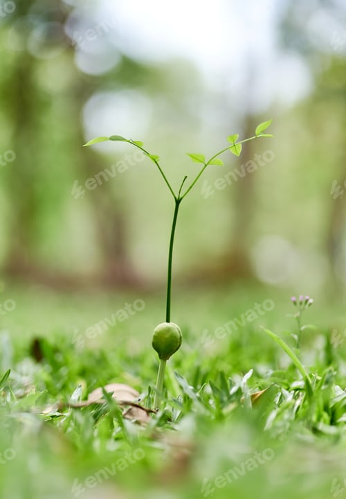Preview: The little green seedling on the forest floor
