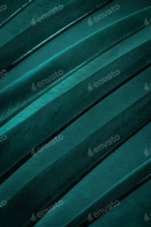 Preview: blue feather pigeon macro photo. texture or background