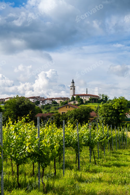 Preview: Scenic Vineyards and Lush Landscape of Vipava Valley in Slovenia
