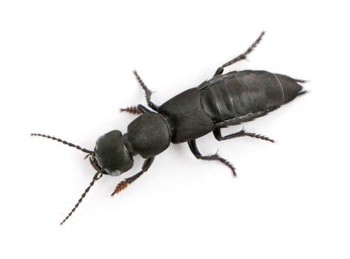 Preview: Devil's coach-horse beetle, Ocypus olens, in front of white background