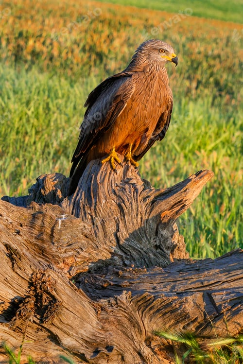 Preview: Black Kite, Spain