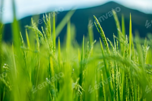 Preview: Closeup shot of bright green rice plants growing on a field