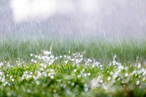 Preview: Closeup of rain droplets falling down on green grass in summer