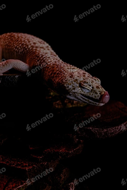 Preview: Portrait of a Leopard Gecko crawling on woods under the lights with a dark background