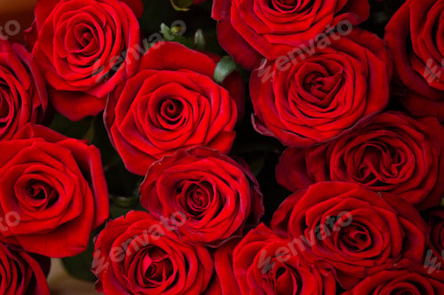 Preview: Huge bouquet of beautiful red roses as background, floral background.