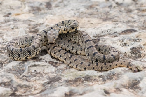 Preview: An Algerian Whip Snake, Hemorrhois algirus, found on the Island of Malta, there known as Serp Ahdar