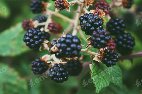 Preview: Blackberries. Fruits. Healthy food. Closeup.