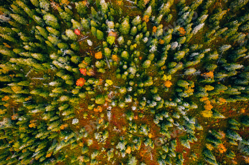 Preview: Aerial view of colored forest in autumn. Beautiful autumn forest with red, orange and yellow trees.