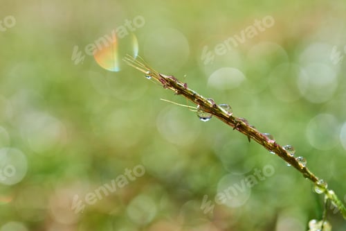 Preview: Close-up view of dew drops on the grass