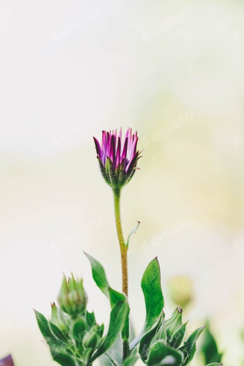 Preview: Macro background natural photography with a beautiful daisy with vivid colors