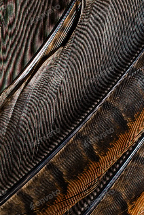 Preview: brown pheasant feathers with dark stripes. background