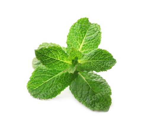 Preview: Branch of fresh mint isolated on white