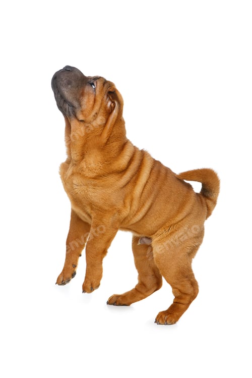 Preview: beautiful shar pei puppy
