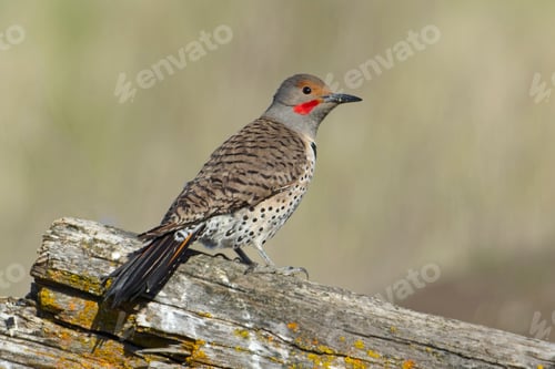 Preview: Northern flicker perched on an old log.