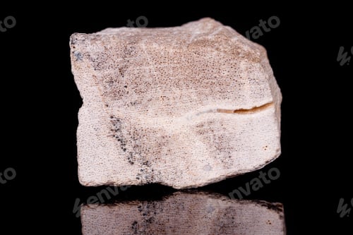 Preview: Macro mineral stone petrified tree on black background