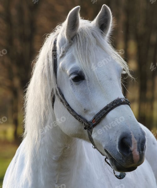 Preview: horse, mare, wilderness, stallion