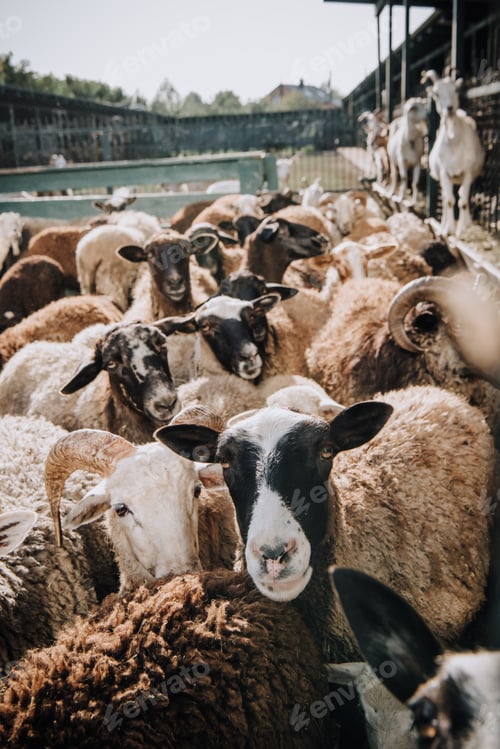 Preview: selective focus of herd of adorable brown sheep grazing in corral at farm