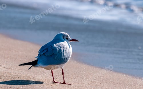 Preview: Seagull birds in Haeundae beach